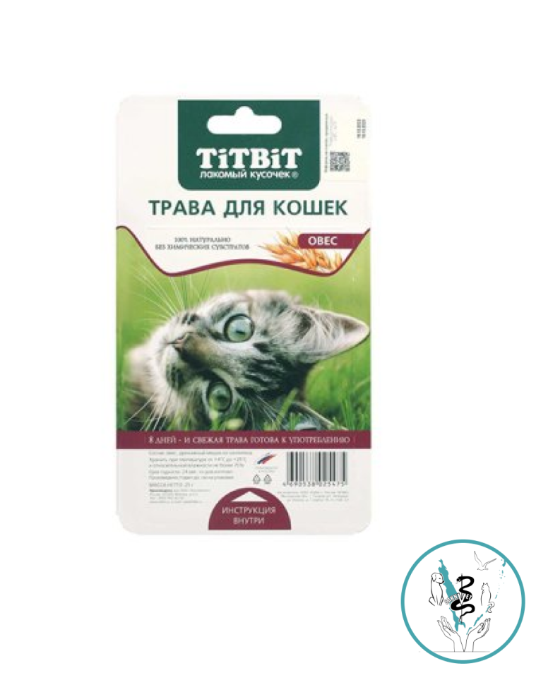 Трава для кошек овес